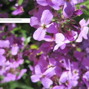 Evening Scented Stock Flower Seeds - Flower Seeds - BOGO